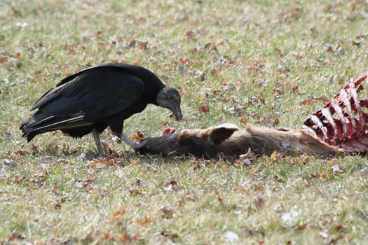 A Black Vulture eating a deer carcass