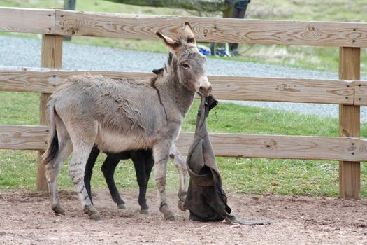 A Donkey playing in a barnyard