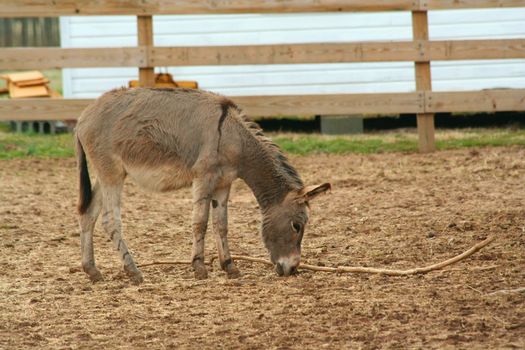 A Donkey playing in a barnyard