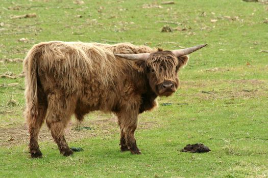 A Highland cow in a green field
