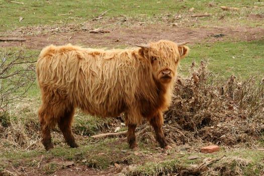 A Highland cow in a green field