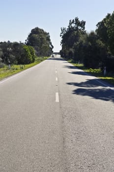 Straight road with bushes in the roadside in a sunny day
