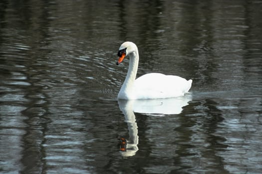 A White swan swimming in a lake