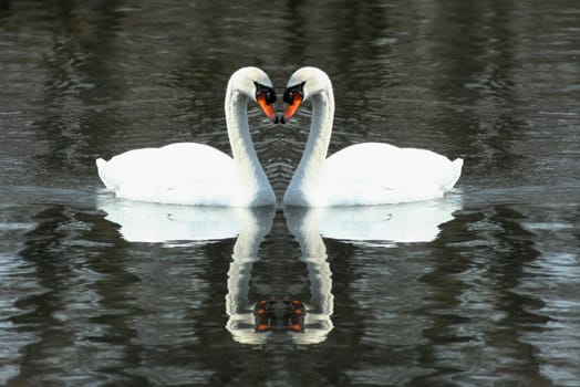 Two White swans swimming in a lake formin a heart