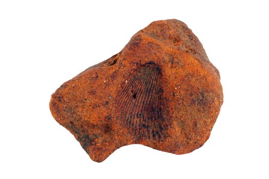A Shell fossil in a stone