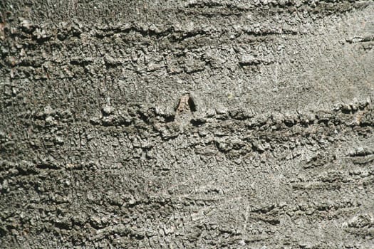 A Tree bark texture abstract background