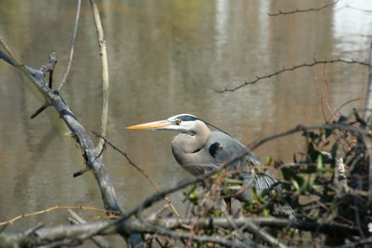 blue heron