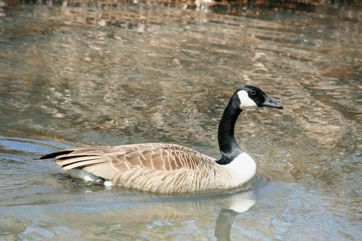A Canadian goose swimming ina stream