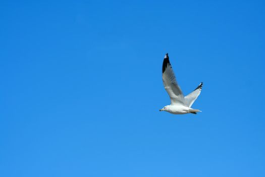 A Seagull flying against a bright blue sky