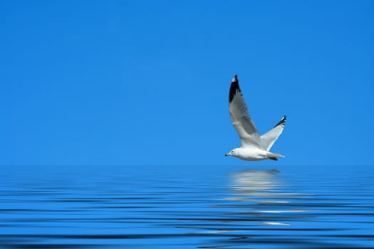 A Seagull flying against a bright blue sky