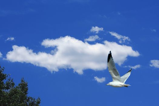 Seagull flying against a bright blue sky