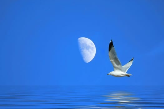 Seagull flying against a bright blue sky