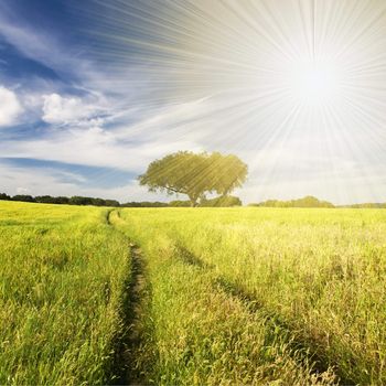 summer landscape with tree and path