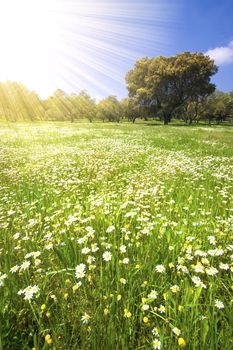 beautiful spring landscape with blue sky and daisies 