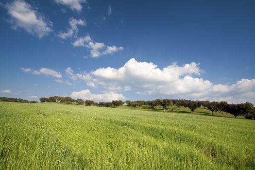 beautiful spring landscape with blue sky and grass