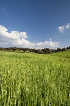 beautiful spring landscape with blue sky and grass