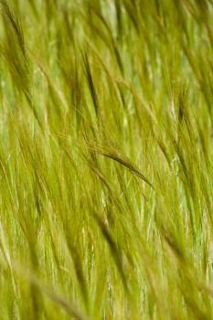 wheat fied crop detail - portrait orientation