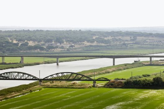 Paddy fields in the banks of river Sado, Alcacer do Sal, Alentejo, Portugal  
