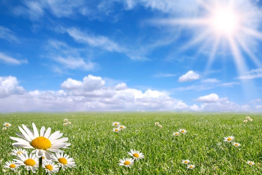 Green Grass, Blue Sky, and Daisy Landscape