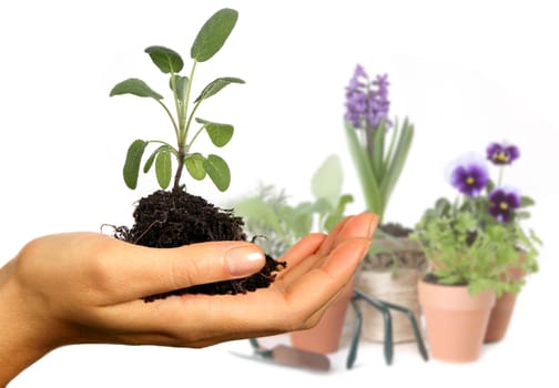 Colorful Spring Flowers in Pots and in Hand