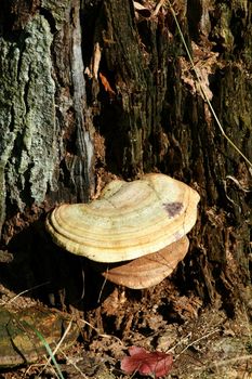 Some fungus on a tree stump