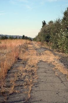 An old Abandoned Road with trees