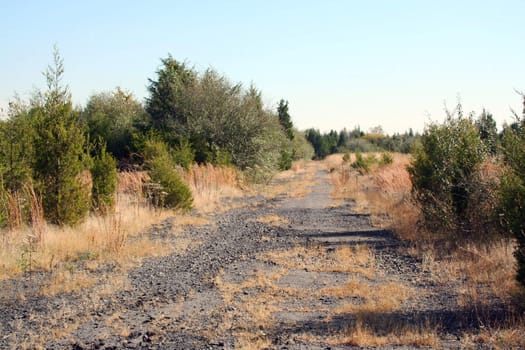 An old Abandoned Road with trees