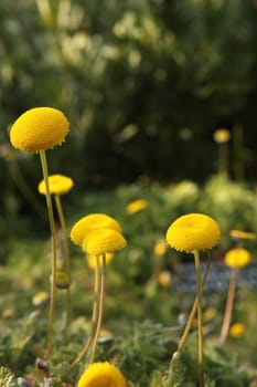 Daisy Buds After Their Petals Have Fallen Off