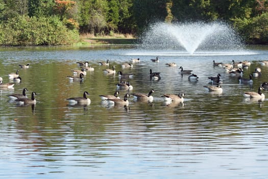 Geese gathering on a pond with a fountain