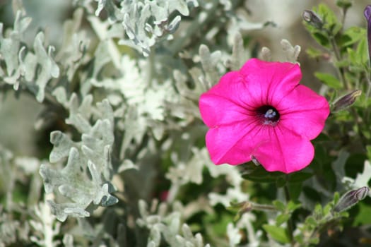 A Purple Petunia with dusty miller