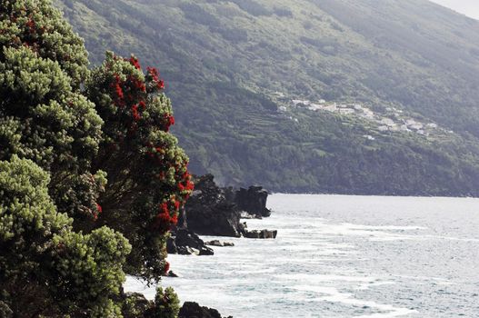 Sweet gale or Bog Myrtle (Myrica gale) blossoming in the coast of Azores islands
