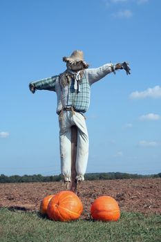 A Scarecrow and pumpkins on a farm field