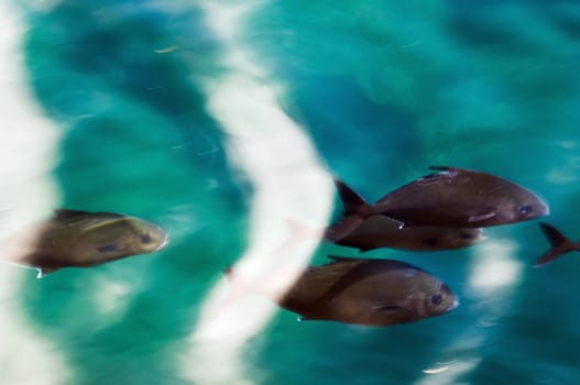 School of fish passing close to the water surface
