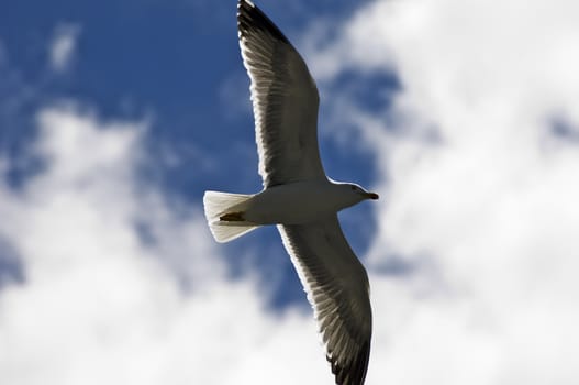 Seagull soaring 