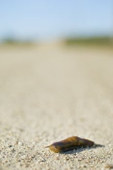 Slug slithering free in a country road
