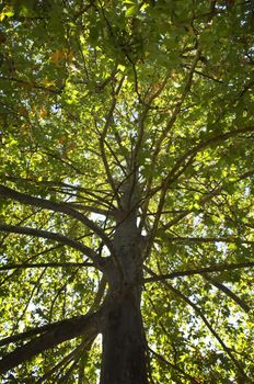 Bright detail of a giant sycamore treetop
