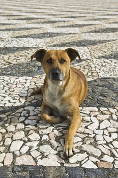 Friendly dog laying down in a causeway, looking at camera
