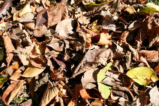 A pile of Dead Leaves Backgound