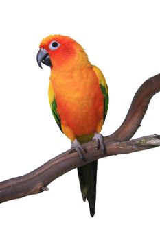 Cute Sun Conure Parrot Sitting on a Wooden Perch Against White Background