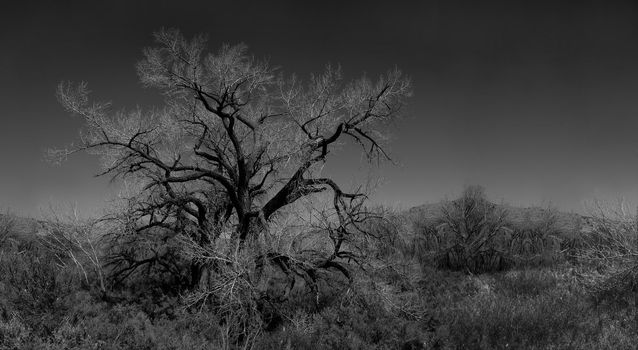 Infared Monochrome Image of a Lone Leafless Tree in the Brush