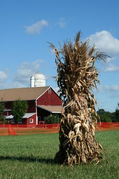 Cornstalks and barn with silo and blue sky