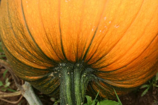 Pumpkin in the field ready for picking