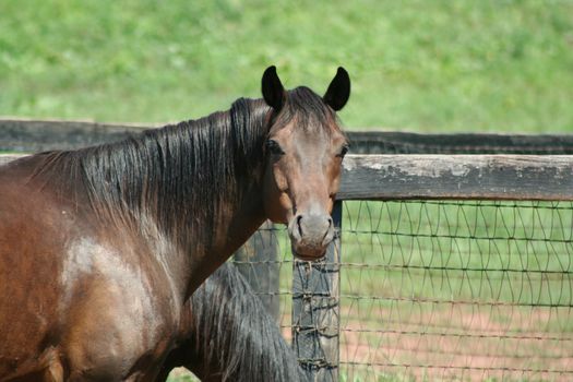 A horse posing for a picture