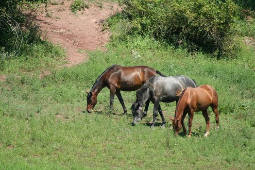 Three horses on a hillside grazing