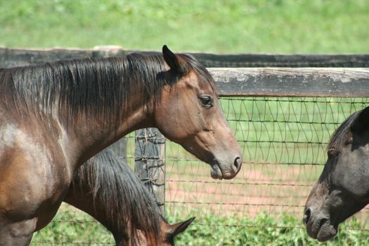 Three fenced in  horses 