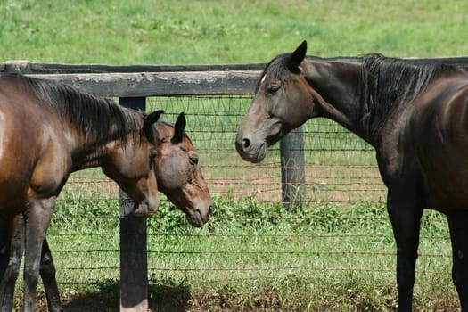 Three horses near a fence