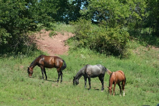 Three horses on a hillside grazing