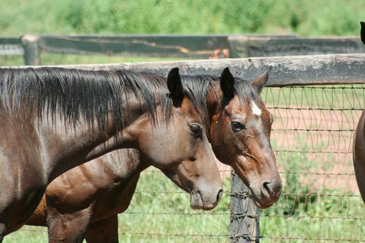 Two brown horses near a fence