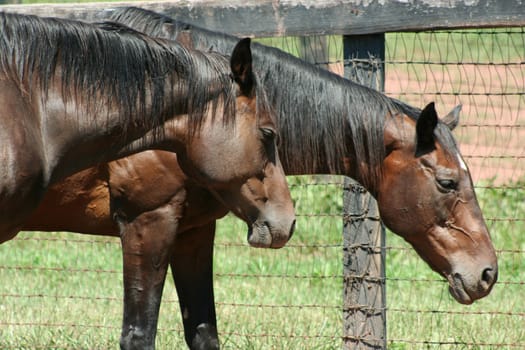 Two brown horses near a fence