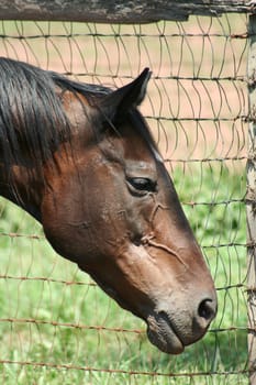 Horses head near a wire fence